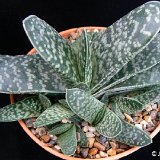 Gasteria pillansii ©JLcoll.1804.JPG